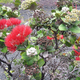ʻōhiʻa tree in bloom in Hawaii Volcanoes National Park